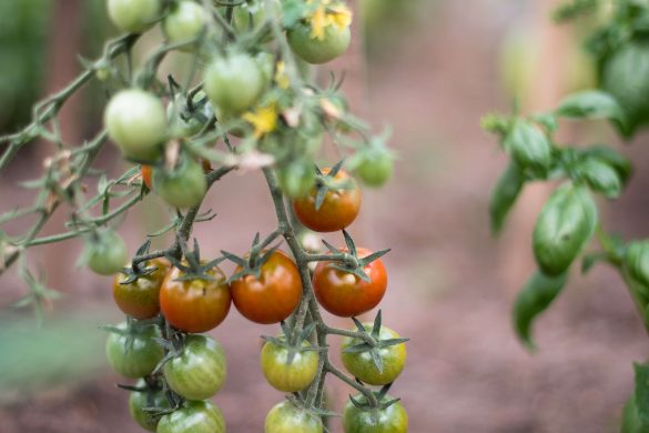 pomidorai maži kekė šiltnamis maisto tinklaraštis